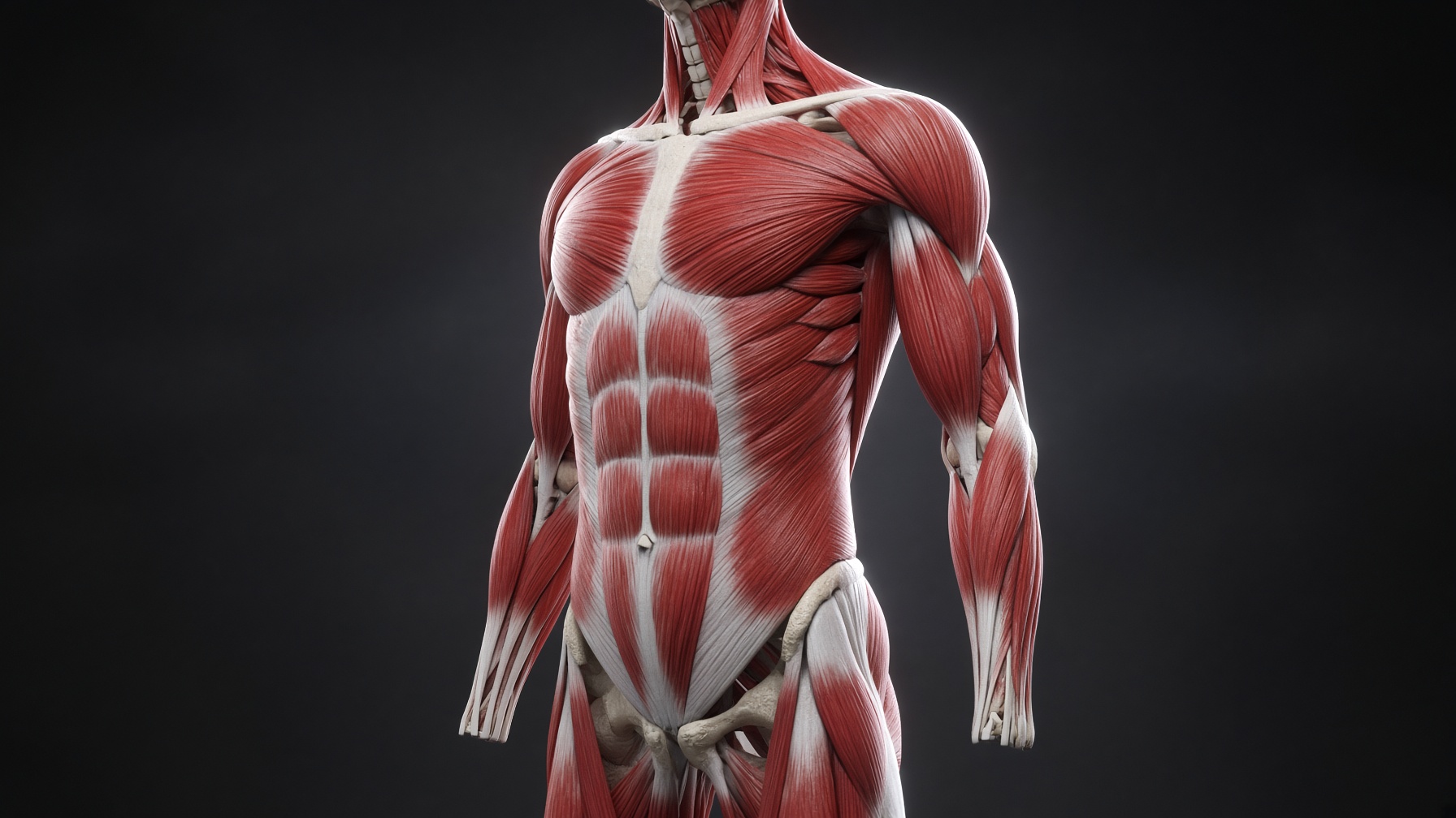 Musculoskeletal model of the lower limb used to study joint loading